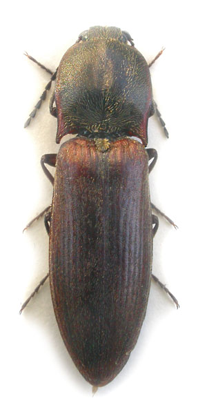 Liotrichus ligneus