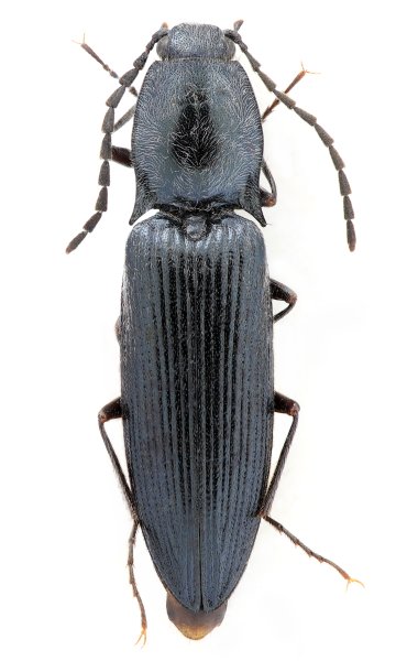 Liotrichus sichuanensis