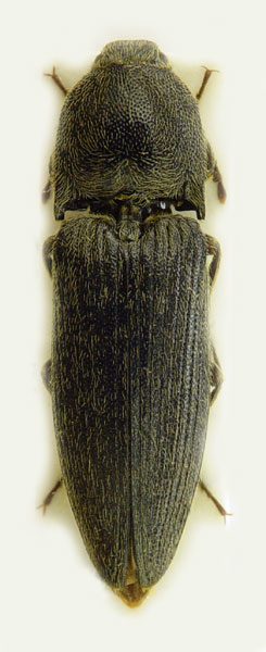 Melanotus brunnipes