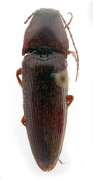 Melanotus fragilloides