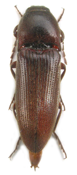 Melanotus fusciceps