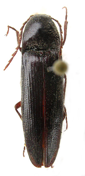 Melanotus hissaricus
