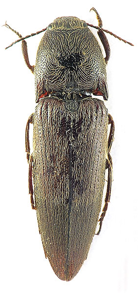 Melanotus kangwonensis
