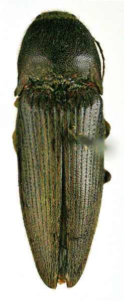 Melanotus opacus