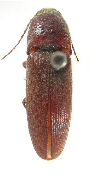 Melanotus persicus