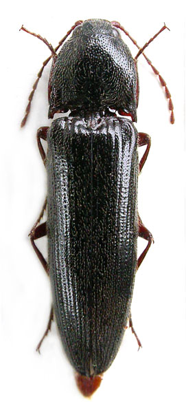 Melanotus subspinosus