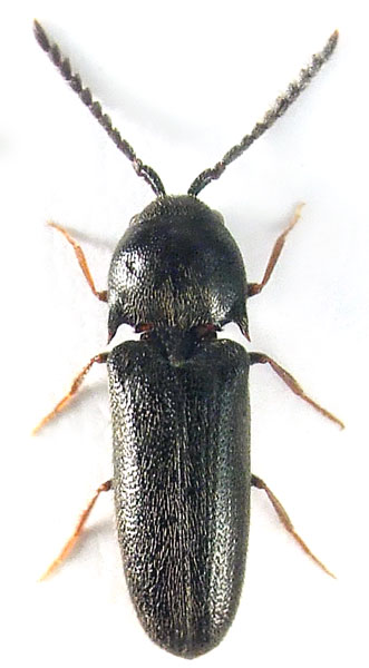 Microrhagus pygmaeus