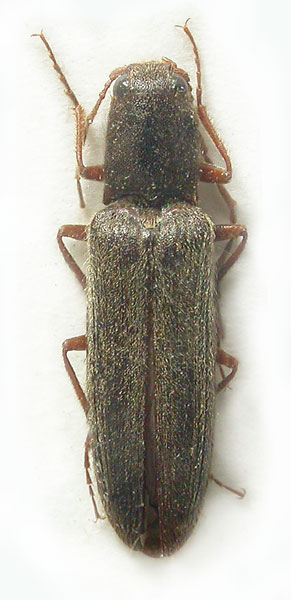 Neoathousius brancuccii