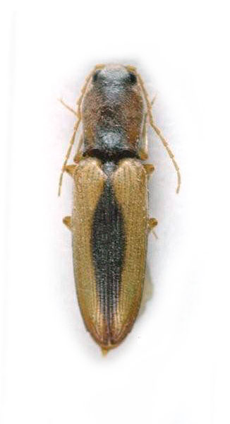 Neocardiophorus pilicornis