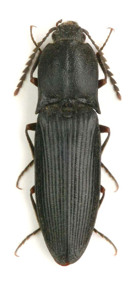Neopristilophus gougeleti