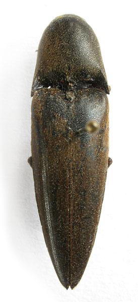 Nipponoelater indosinensis