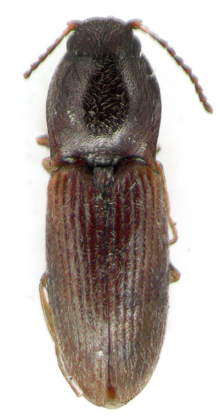 Oedostethus pektusanicus