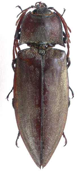 Oxynopterus palawanensis