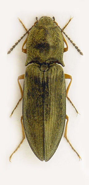 Paraphotistus nigricornis