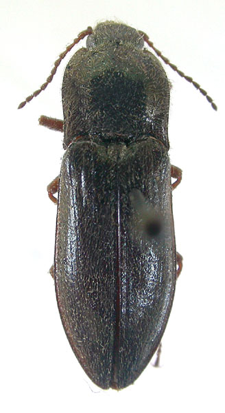 Paraphotistus obscuroaeneus