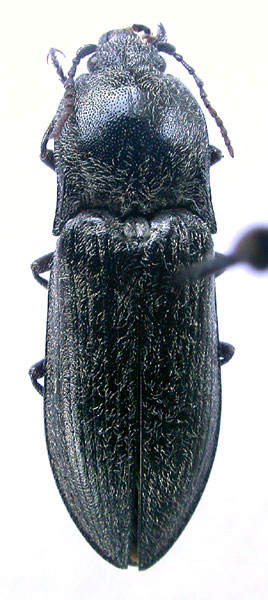 Paraphotistus subalpinus