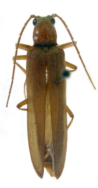 Pleonomus angusticollis