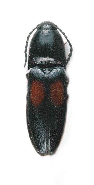 Podeonius bimaculatus