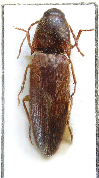 Podeonius malayanus