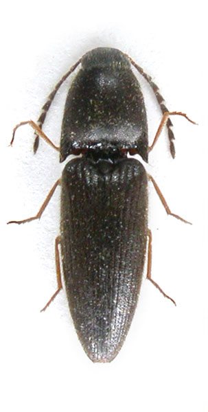 Procraerus variatus