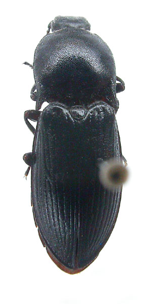 Selatosomus armeniacus
