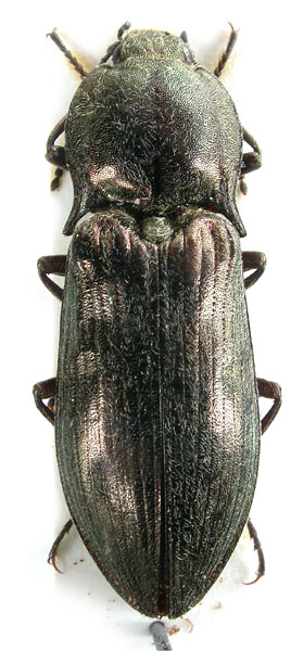 Selatosomus shirenshanensis