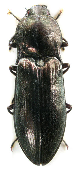 Selatosomus shirenshanensis