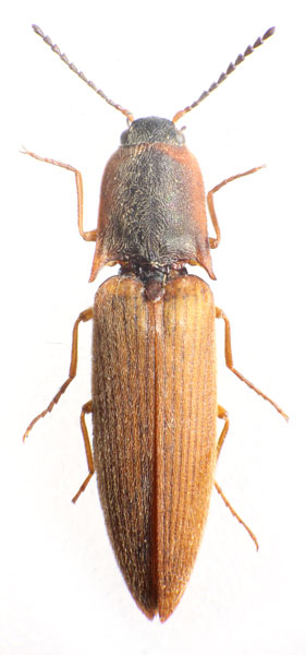 Sericus spinosus
