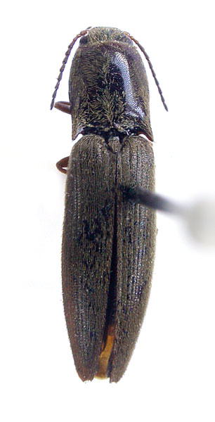 Simodactylus lateralis