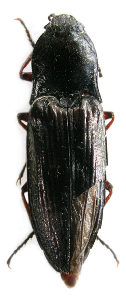 Sinophotistus hengduanensis
