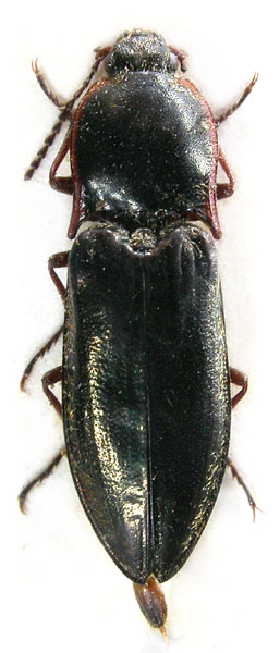 Sinophotistus przewalskyi