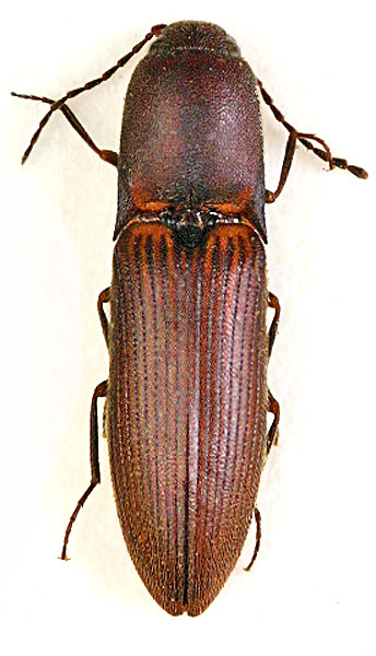 Xanthopenthes dembickyi
