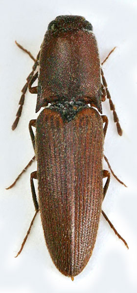 Xanthopenthes preussi