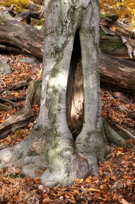 Fintice, vrch Stráž, 2.11.2011
Dutý buk v suťovém lese, osídlený kovaříky Crepidophorus mutilatus 
Keywords: Fintice Stráž Crepidophorus mutilatus