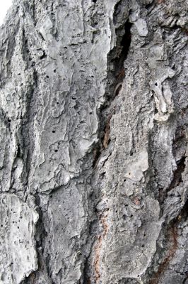 Křičeň, 17.9.2011
Výletové otvory krasců třešňových z kůry třešně u hřbitova.
Klíčová slova: Křičeň Anthaxia candens