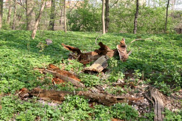 Doksany, 17.4.2011
Loužek - lužní les. Odlomená větev dubu osídlená kovaříky Ampedus cardinalis.
Klíčová slova: Doksany Loužek Ampedus cardinalis