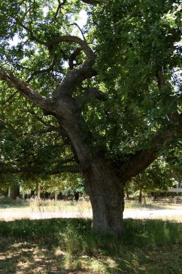 Agia Apostoli
Park v Agii Apostoli - háj prastarých solitérních dubů
Klíčová slova: Preveza Agia Apostoli