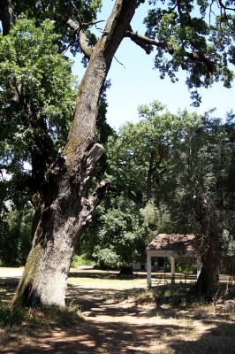 Agia Apostoli
Háj prastarých solitérních dubů v Agii Apostoli.
Mots-clés: Preveza Agia Apostoli