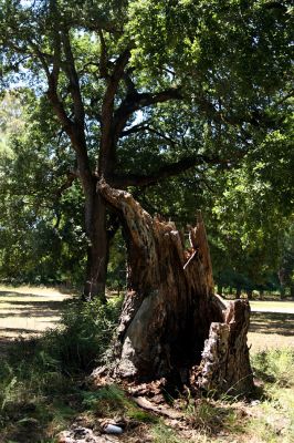 Agia Apostoli
Háj prastarých solitérních dubů v Agii Apostoli. Dubový pahýl.
Klíčová slova: Preveza Agia Apostoli