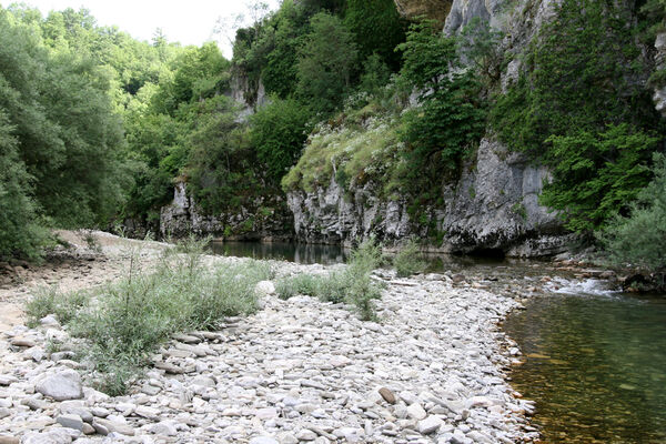 Koukouli, 15.6.2010
Vikos river.
Klíčová slova: Epirus, Ioannina, Aspraggeli, Koukouli Vikos river Anostirus pseudozenii