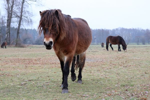 Hrobice, 15.12.2021
Rybník Baroch, pastvina - Exmoorský pony.
Mots-clés: Hrobice rybník Baroch Exmoorský pony