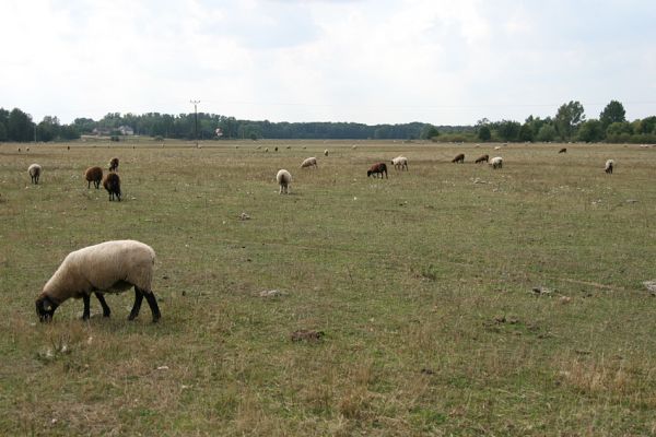 Běleč nad Orlicí, 2.9.2008
Rozsáhlá ovčí pastvina na záplavových lukách Orlice.
Klíčová slova: Běleč nad Orlicí pastvina Orlice
