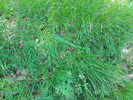 Zámostí-Blata, Blata, 13.5.2024
Starý hrádek. Biotop kovaříků Pseudanostirus globicollis.
Klíčová slova: Český ráj Zámostí-Blata Blata Prachovské skály Starý hrádek Pseudanostirus globicollis