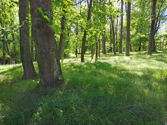 Zámostí-Blata, Blata, 13.5.2024
Starý hrádek. Biotop kovaříků Pseudanostirus globicollis.
Klíčová slova: Český ráj Zámostí-Blata Blata Prachovské skály Starý hrádek Pseudanostirus globicollis