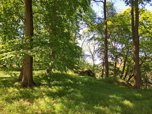 Zámostí-Blata, Blata, 13.5.2024
Starý hrádek. Biotop kovaříků Pseudanostirus globicollis a Selatosomus cruciatus.
Klíčová slova: Český ráj Zámostí-Blata Blata Prachovské skály Starý hrádek Pseudanostirus globicollis Selatosomus cruciatus