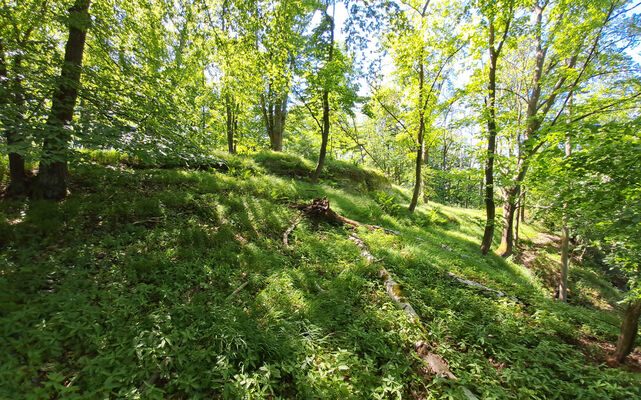 Zámostí-Blata, Blata, 13.5.2024
Starý hrádek. Biotop kovaříků Pseudanostirus globicollis a Selatosomus cruciatus.
Klíčová slova: Český ráj Zámostí-Blata Blata Prachovské skály Starý hrádek Pseudanostirus globicollis Selatosomus cruciatus