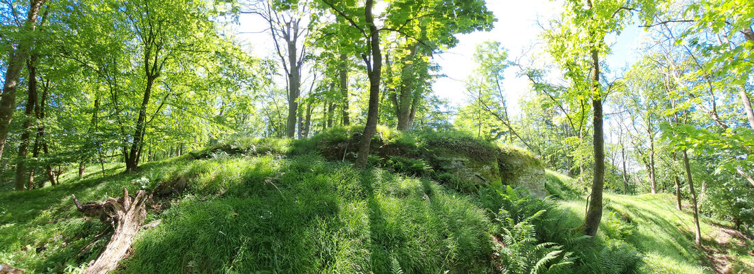 Zámostí-Blata, Blata, 13.5.2024
Starý hrádek. Biotop kovaříků Pseudanostirus globicollis a Selatosomus cruciatus.
Klíčová slova: Český ráj Zámostí-Blata Blata Prachovské skály Starý hrádek Pseudanostirus globicollis Selatosomus cruciatus