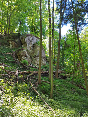 Zámostí-Blata, Blata, 13.5.2024
Starý hrádek les na severním svahu.
Klíčová slova: Český ráj Zámostí-Blata Blata Prachovské skály Starý hrádek