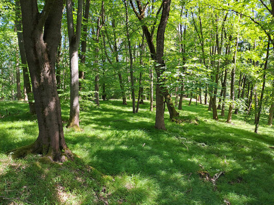 Zámostí-Blata, Blata, 13.5.2024
Starý hrádek.
Klíčová slova: Český ráj Zámostí-Blata Blata Prachovské skály Starý hrádek Pseudanostirus globicollis Selatosomus cruciatus