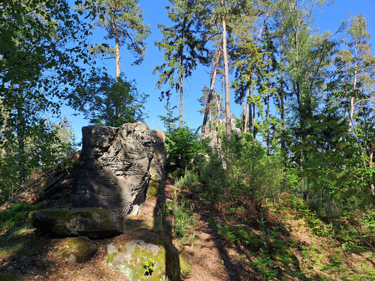 Holín, Prachov, 13.5.2024
Vrch Přivýšina. Biotop kovaříků Pseudanostirus globicollis.
Klíčová slova: Český ráj Holín Prachov Prachovské skály Přivýšina Pseudanostirus globicollis